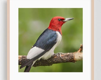 Vogelprint, kunst aan de muur in het wild, natuur ingelijste kunst, decor dierenhuis, bosrijke poster, schilderachtige kunst, wildernis, fotografie