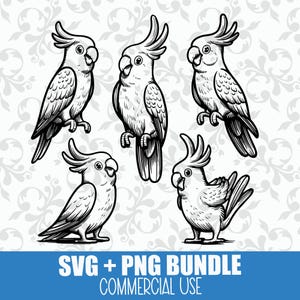 Cartoon Cockatoo SVG and PNG Bundle: Cute Pet Bird SVG for Cricut or Glowforge, Funny Bird Vector for Stickers, Shirts and Designs, Lineart