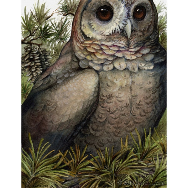 Coniferous - Owl Print