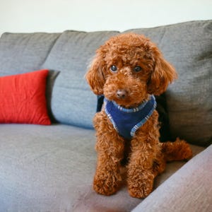 May include: A small, brown poodle dog wearing a blue and white patterned harness sits on a gray couch. The dog is looking at the camera.