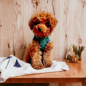 Hunde Schnittmuster mit Anleitung - Größe 2 (A4 PDF Download)