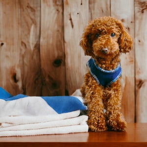 Dog Harness - PDF files (Digital item) Sewing Pattern with tutorial / Instant Download - Size 5 - A4 size