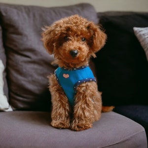 Dog Harness PDF files (Digital item) Sewing Pattern with tutorial / Instant Download - Size 3 - A4