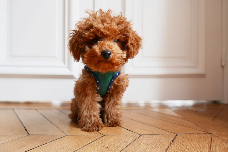 A4 size paper Size 5 Dog Harness Sewing Pattern PDF e pattern Instant Download