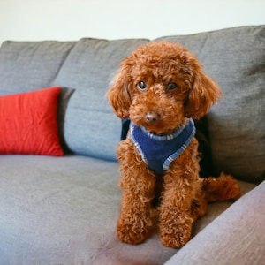 Dog Harness - PDF files (Digital item) Sewing Pattern with tutorial / Instant Download - Size 1 - A4 size