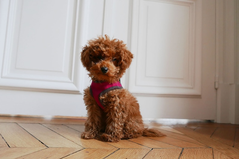 A4 size paper Size 5 Dog Harness Sewing Pattern PDF e pattern Instant Download