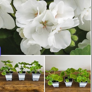 May include: A cluster of white geranium flowers with green buds and leaves, alongside six young geranium plants in individual grey square pots, each featuring a white label with text, arranged in two rows on a wooden surface.