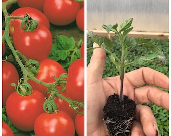 6 x Gardeners Delight Tomato Plug Plants
