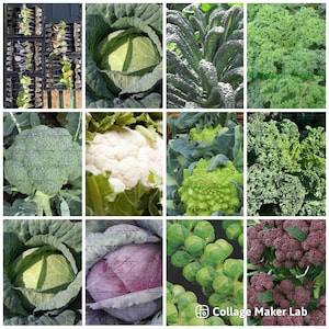 May include: A collage of twelve vegetable varieties including green cabbage, dark green kale, curly kale, broccoli, white cauliflower, lime green romanesco, green kale, green cabbage, red cabbage, Brussels sprouts, and purple cauliflower.