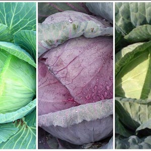May include: A triptych display featuring three heads of cabbage. The left and right panels show vibrant green cabbage with tightly packed, veined leaves. The centre panel displays a deep purple cabbage with visible water droplets on its surface.