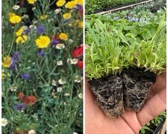 Wildflower Plug Plants x 12