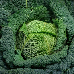 May include: Close-up of a fresh, green Savoy cabbage. The cabbage has a round shape with tightly packed, textured leaves. The outer leaves are a darker green, while the inner leaves are a lighter green.
