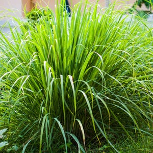 May include: A close-up of a thriving lemongrass plant, displaying long, slender, bright green leaves. The leaves arch elegantly, creating a full, textured appearance. The plant is densely packed, showcasing its natural beauty. The background is blurred, focusing attention on the plant.
