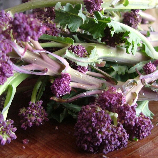 6 x Early Purple Sprouting Broccoli Plug Plants