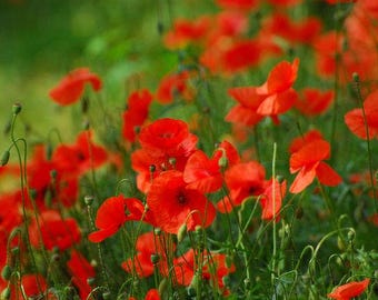 Wild Poppies Plug Plants x 12