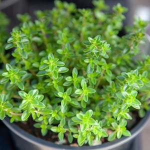 Herb Thyme Plant Plugs x 6