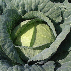 May include: A close-up image of a cabbage head. The outer leaves are a dark green, with a textured, ruffled look. The inner leaves are a lighter green, forming a compact head. The image is well-lit, showing the details of the vegetable.