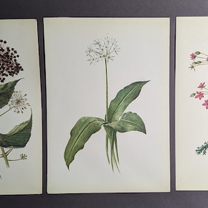 Cartoline d'epoca Piante medicinali, Piante botaniche, Set di immagini di erbe, Set di cartoline di fiori, Poster d'epoca, Fiori selvatici di cartoline sovietiche