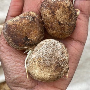 Telfairia Occidentalis Seeds (Fluted Pumpkin / Ugu seeds) – Fresh for Planting