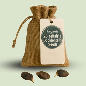 Telfairia Occidentalis Seeds (Fluted Pumpkin / Ugu seeds) – Fresh for Planting