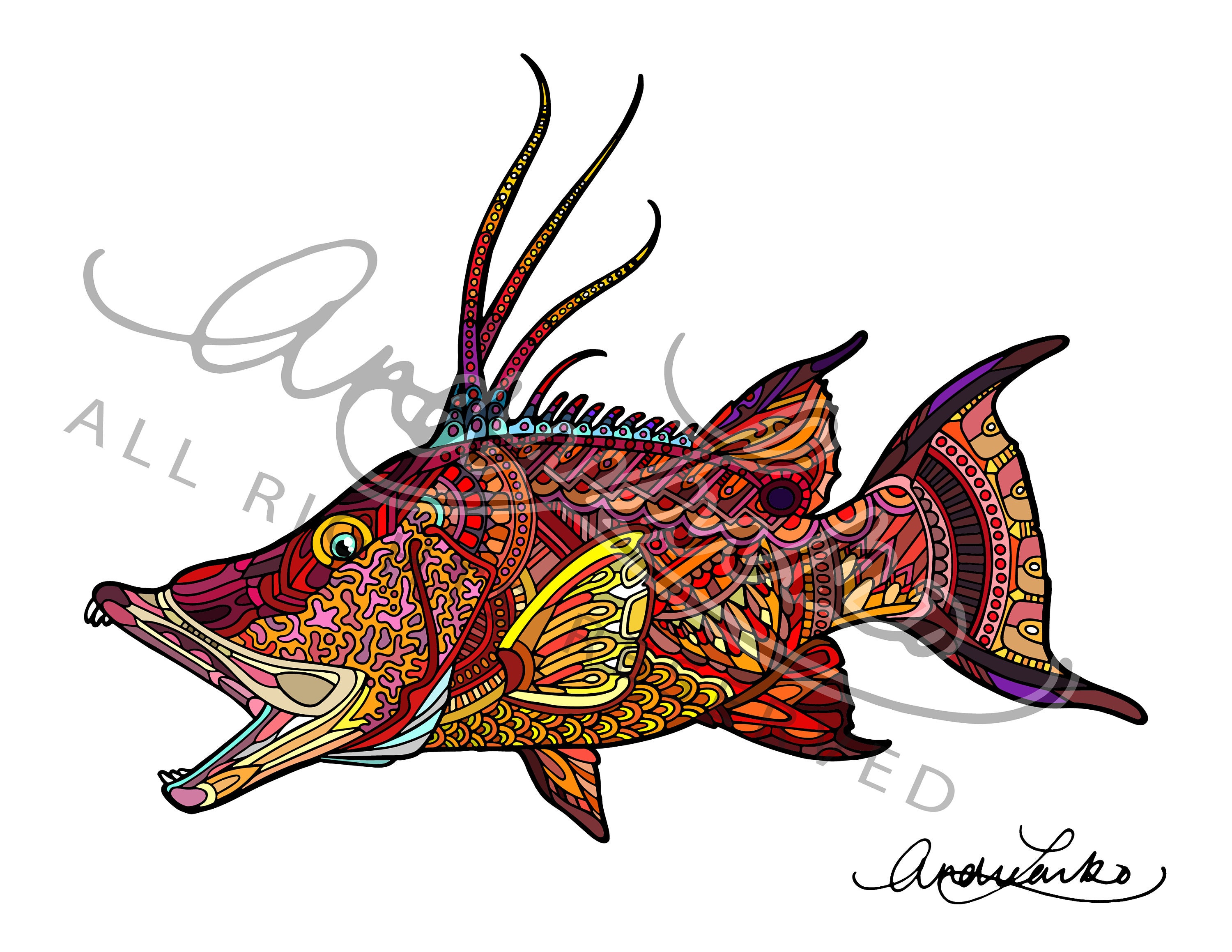 Hogfish Art Print 8.5x11 | Etsy