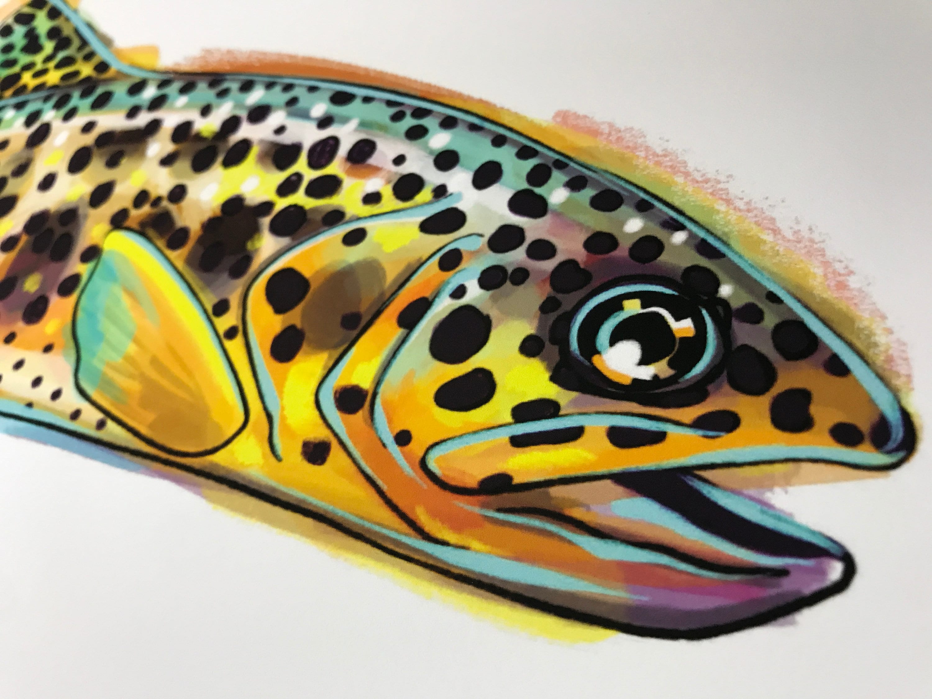 Archival Apache Trout Limited Edition Giclee Print 11x17 Etsy