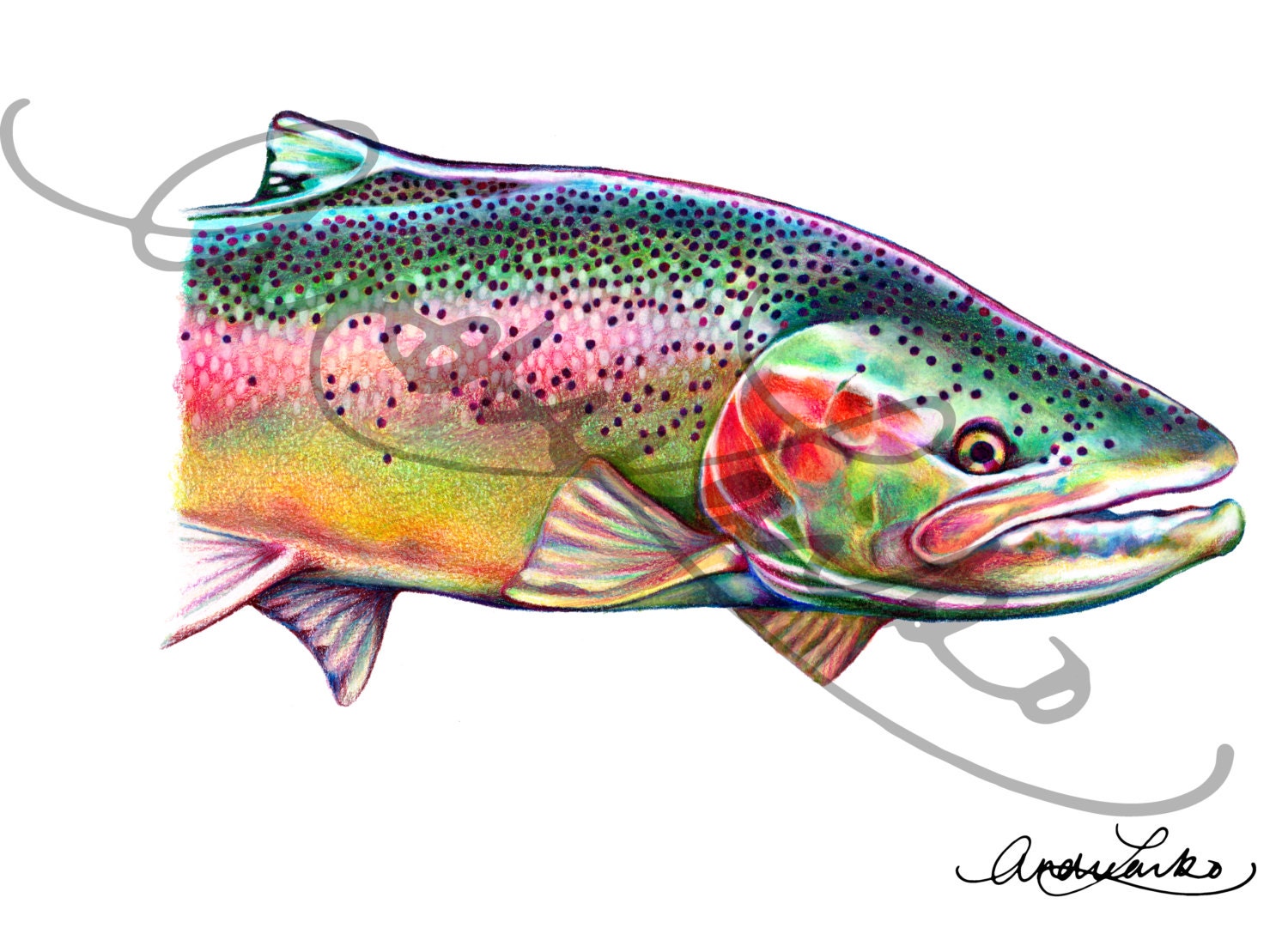 Colored Pencil Steelhead Fish Art Print 8.5x11 Etsy