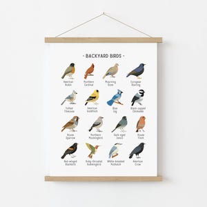Backyard Birds Print, Bird Poster, Educational Wall Art, Nature ...