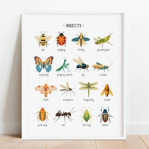 Póster de insectos de la naturaleza, póster educativo sobre insectos, imprimible para la educación en el hogar, decoración del aula, impresiones para la habitación de los niños, DESCARGA DIGITAL