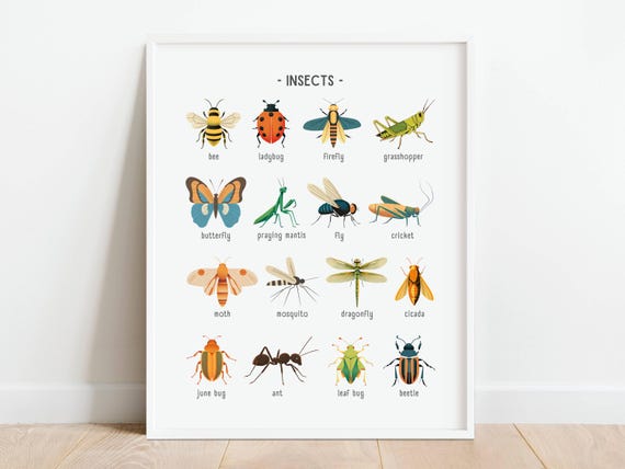 Insects Nature Poster, Bugs Educational Poster, Homeschool Printable, Classroom Decor, Kid's Nursery Prints, DIGITAL DOWNLOAD