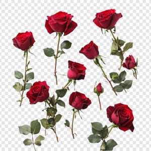 Rosas em fundo transparente. Rosas por peça. Flores para design de camiseta, para layout de cartão postal. Rosas cor de vinho. Design de buquê.