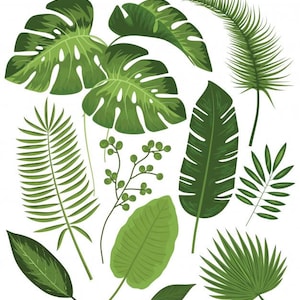 Op de afbeelding: Een verzameling groene tropische bladeren, waaronder monstera, palm en varen, geïsoleerd op een witte achtergrond. Deze bladeren zijn perfect voor het creëren van een tropisch of jungle-thema ontwerp.