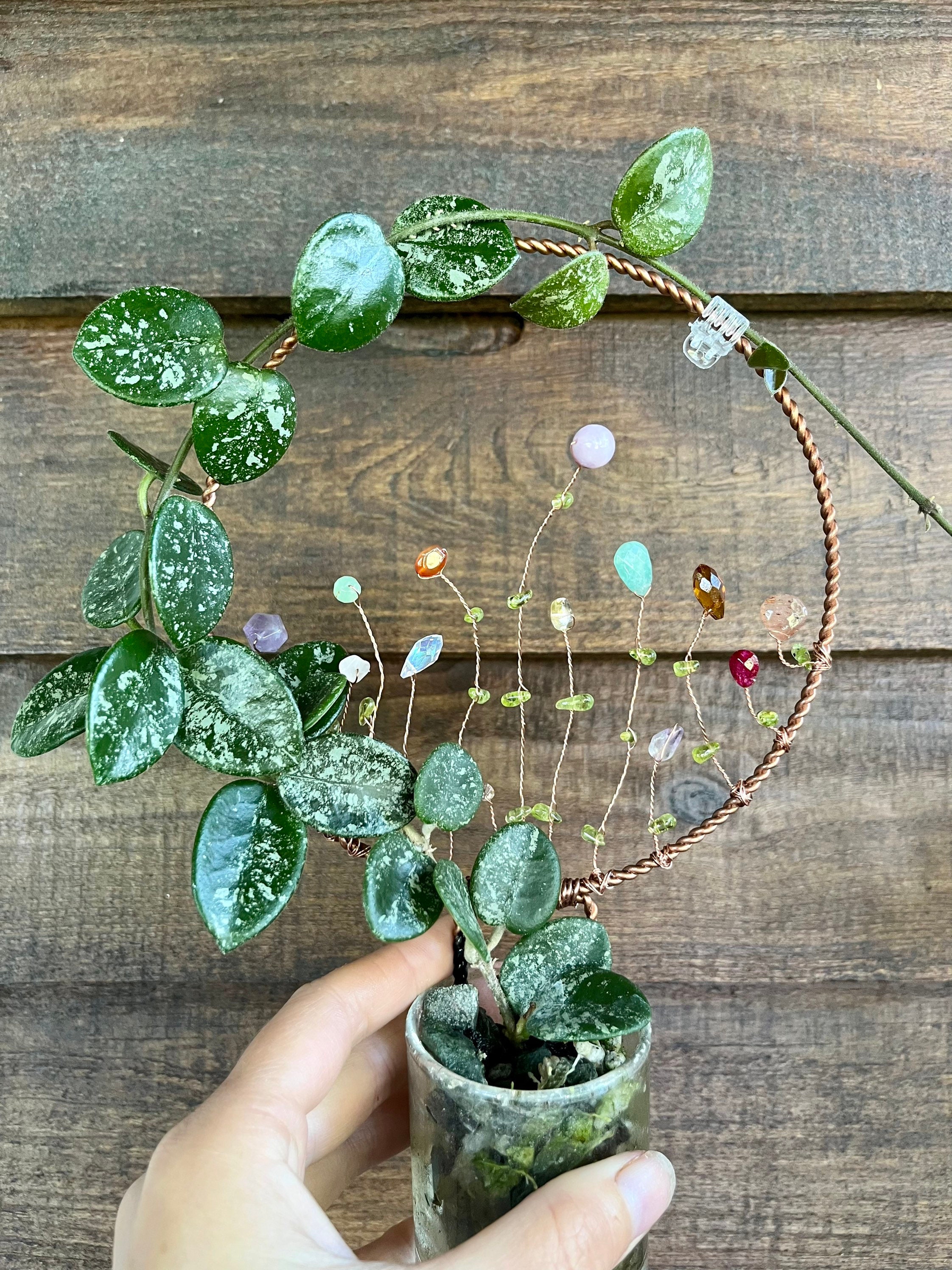 Hoya Crystal - Etsy