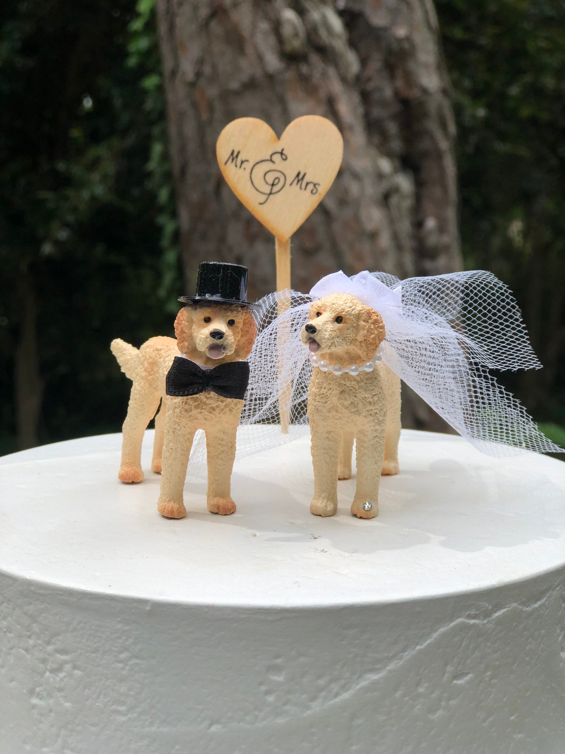 Goldendoodle-Perro-Novia-Novio-Mascota