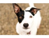 Dog Photo - Coco - Fine Art Photograph - Black and White Dog Print - Jack Russell Terrier Photo - Animal Photo - Nature Print - Cute Dog Art