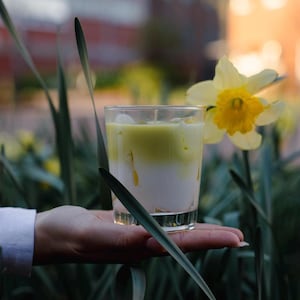 Könnte beinhalten: Ein Glas grüner Tee-Latte mit einer Schicht Milch und Eis, in einer Hand gehalten vor einem Hintergrund aus grünem Laub und gelben Narzissen.