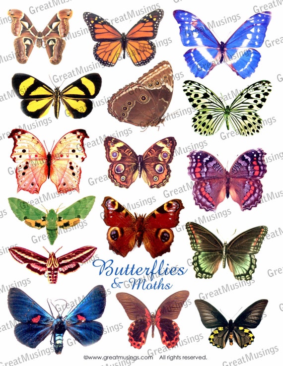 Items similar to Butterflies Moths Butterfly Wings Digital Collage ...