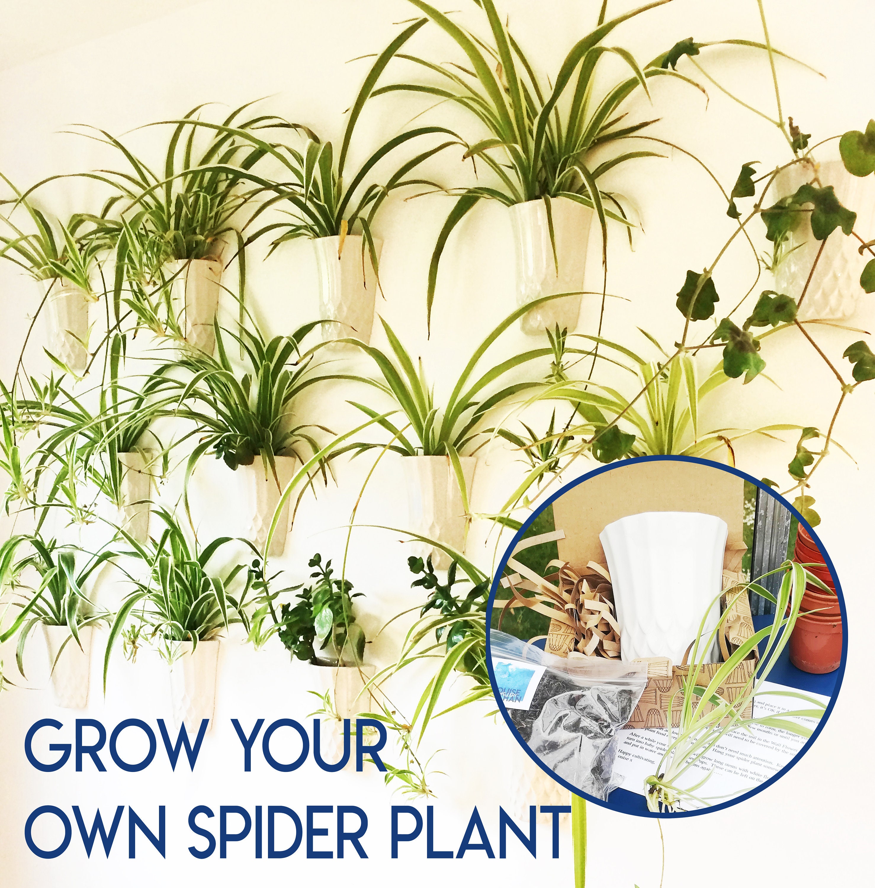 How to Grow and Care For Spider Plants - A Beautiful Mess