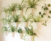 Grow Your Own Spider Plant, Plant Kit, Wall flower Kit, Grow your Own, Wall planter, Wall flowers, Inside Garden, Plant Gifts, mother 39 s day,