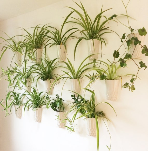 Grow Your Own Spider Plant, Plant Kit, Wall Flower Kit, Grow Your Own, Wall  Planter, Wall Flowers, Inside Garden, Plant Gifts, Mother's Day, 