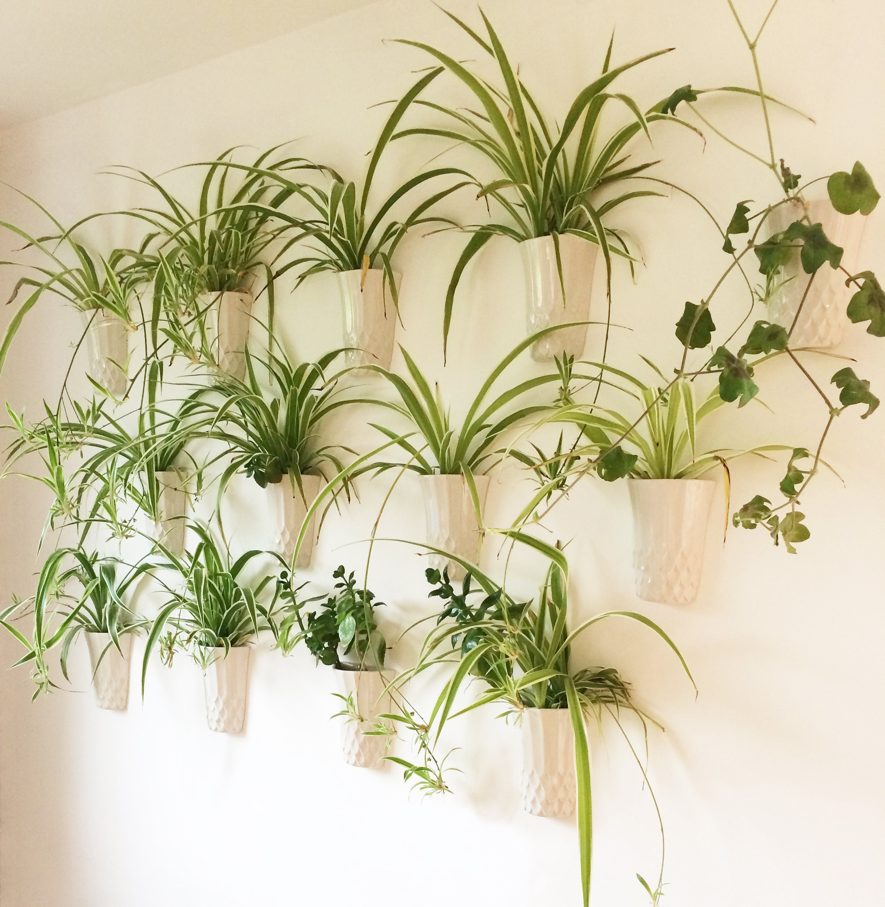 succulents gift box Macrame Hanger Succulent Gift Box I'm Rooting For You