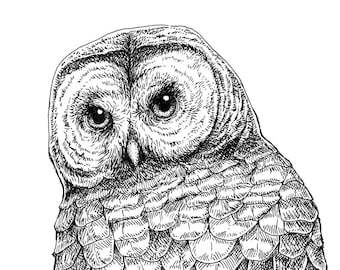 Barred Owl Fine Art Print, Wildlife Ink Drawing, Birds of Prey