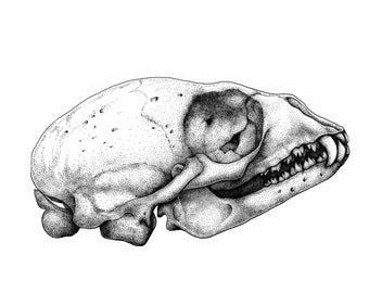 Mini Fine Art Seal Skull Print, Anatomy Art, Scientific Illustration