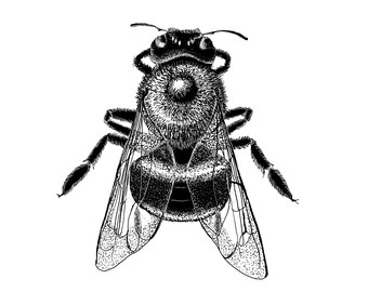 Bumblebee Fine Art Print, Scientific Illustration, Wildlife Art