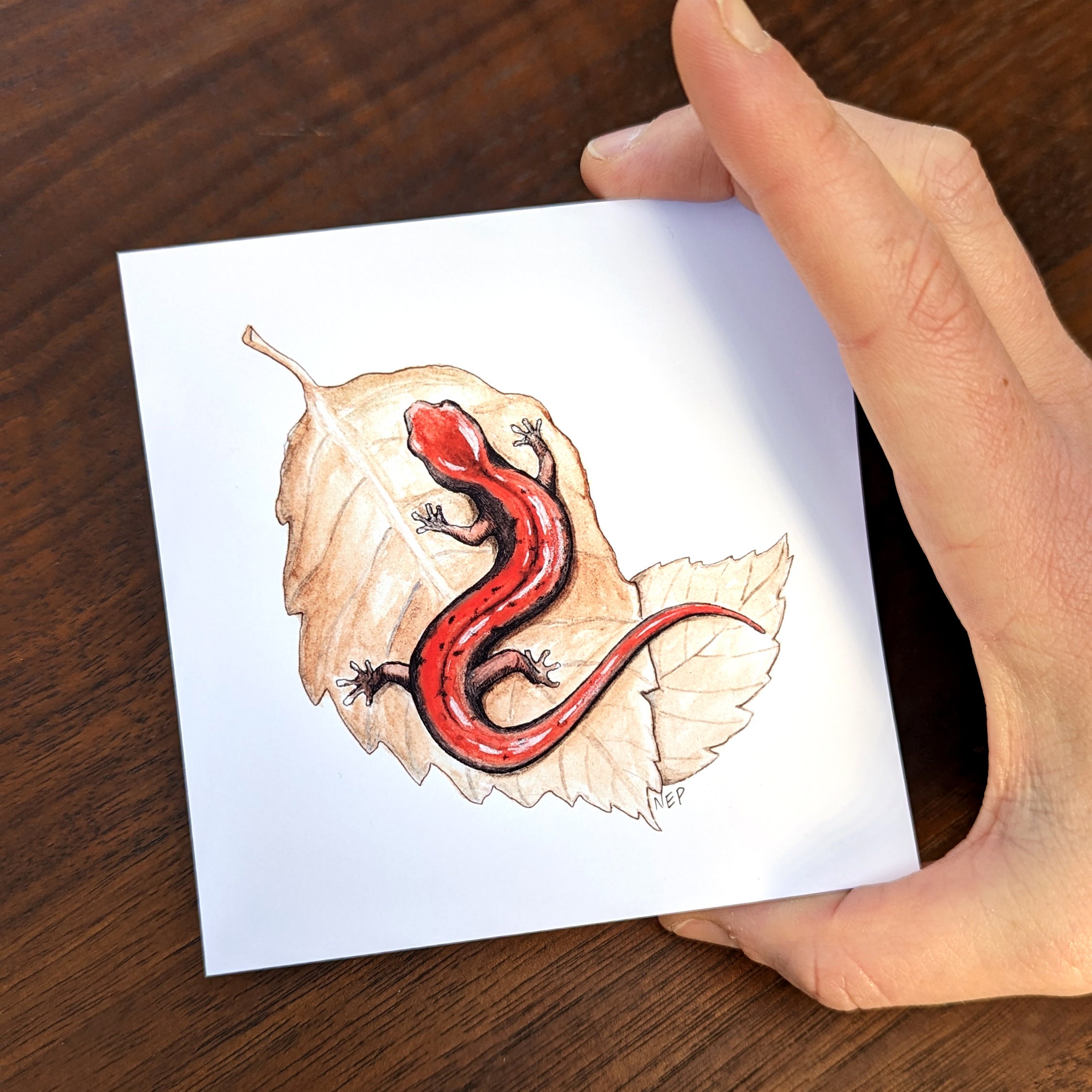Western Redback Salamander Mini Print, Salamander Wall Art