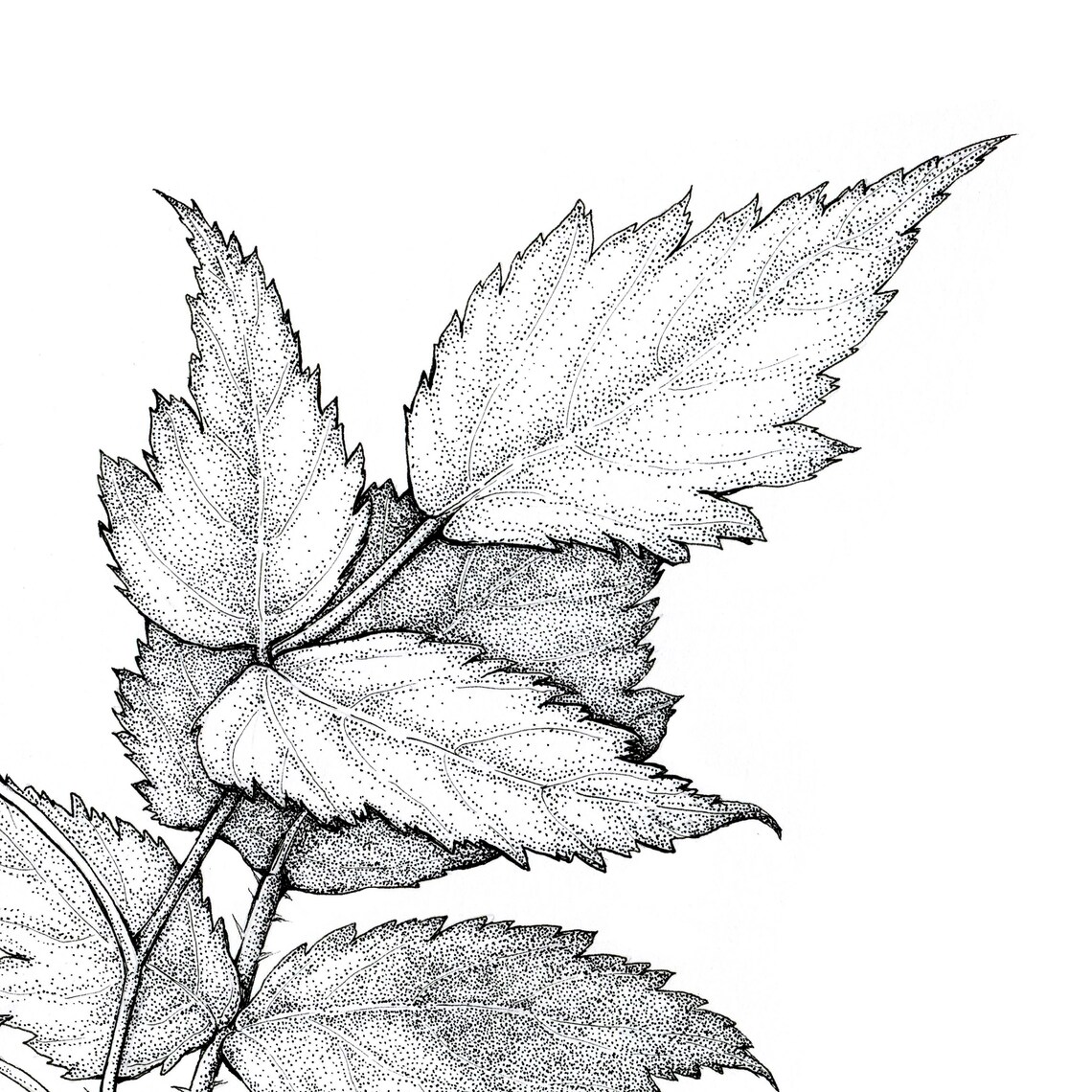 Salmonberry Fine Art Print Botanical Artwork Scientific Etsy