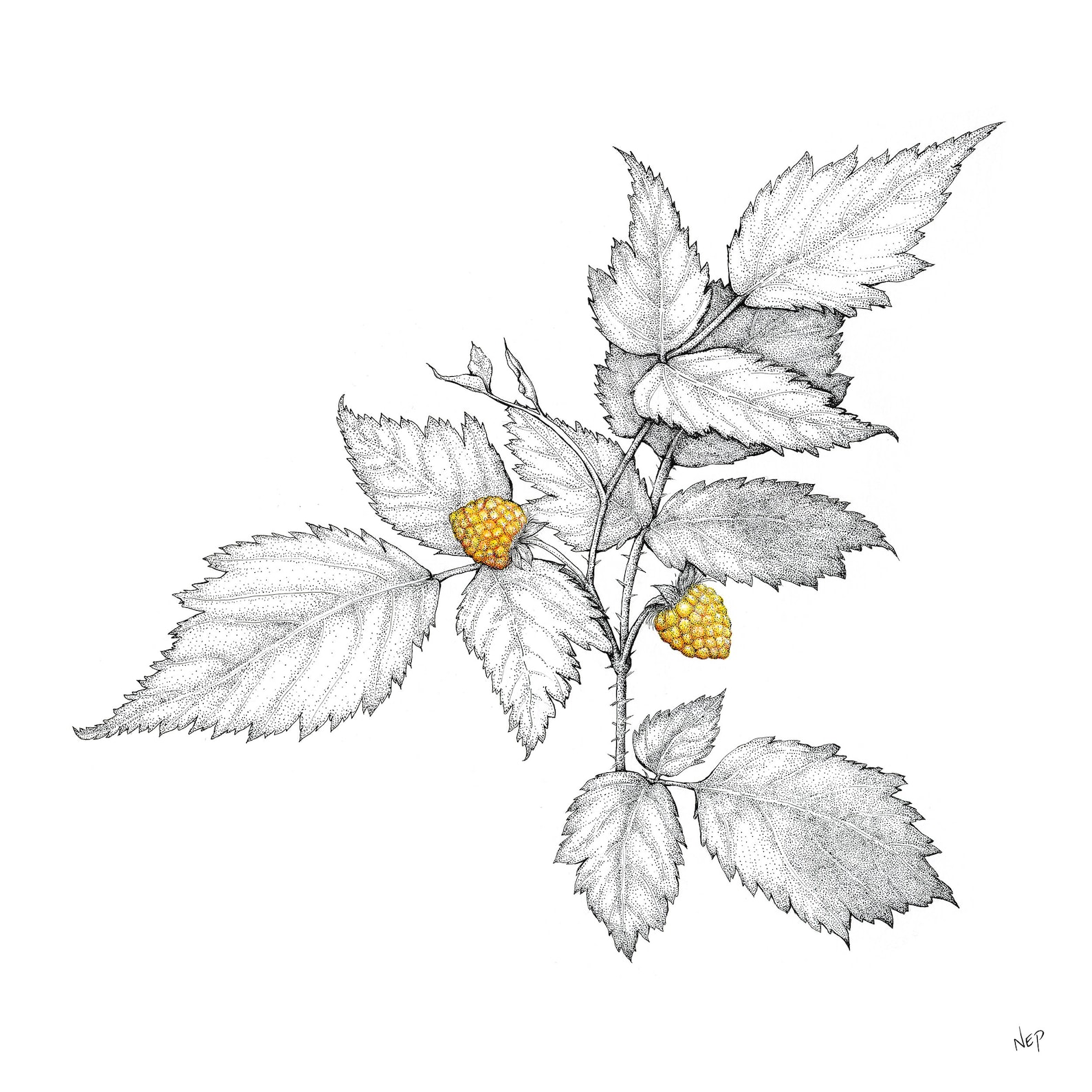 Salmonberry Fine Art Print Botanical Artwork Scientific Etsy
