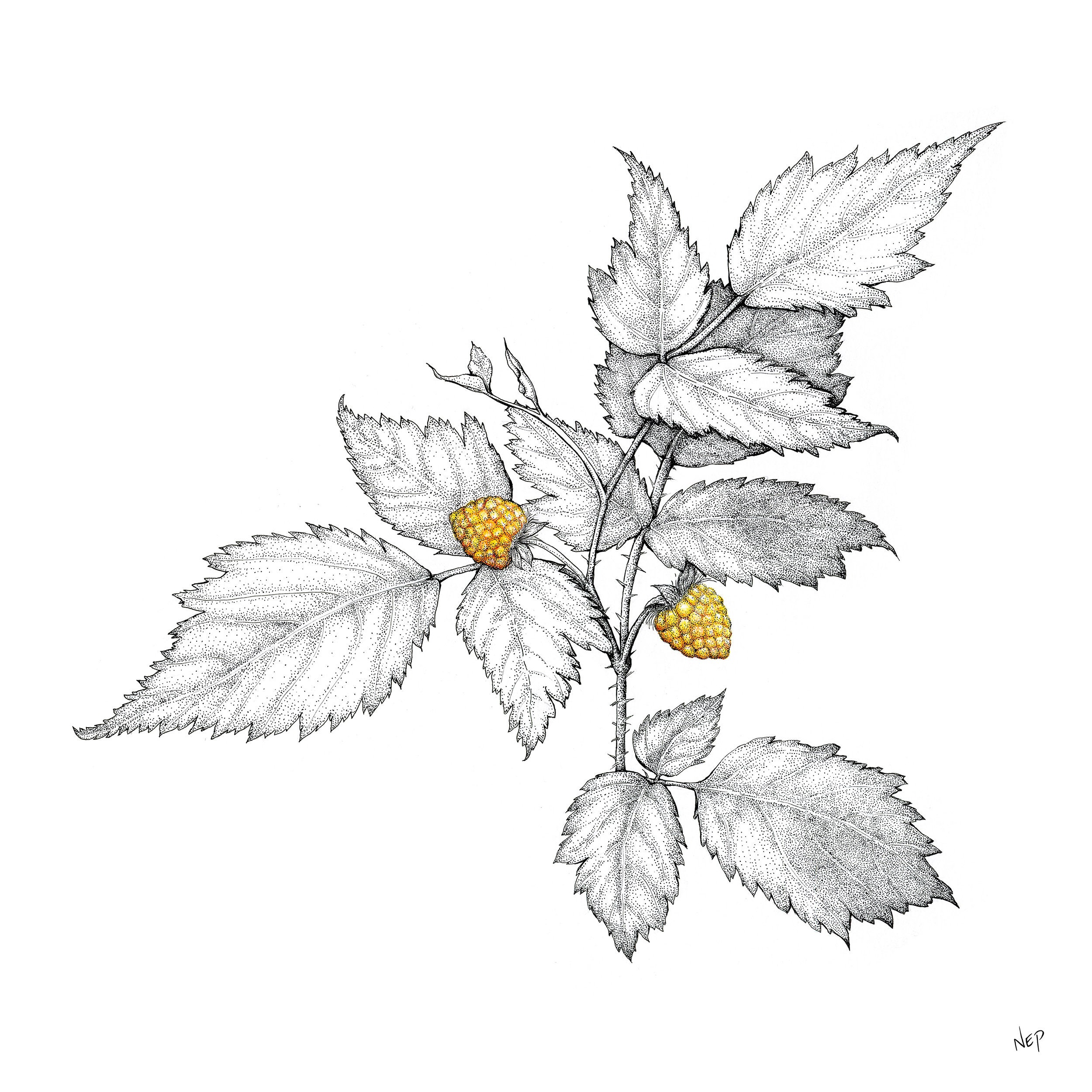 Salmonberry Drawing