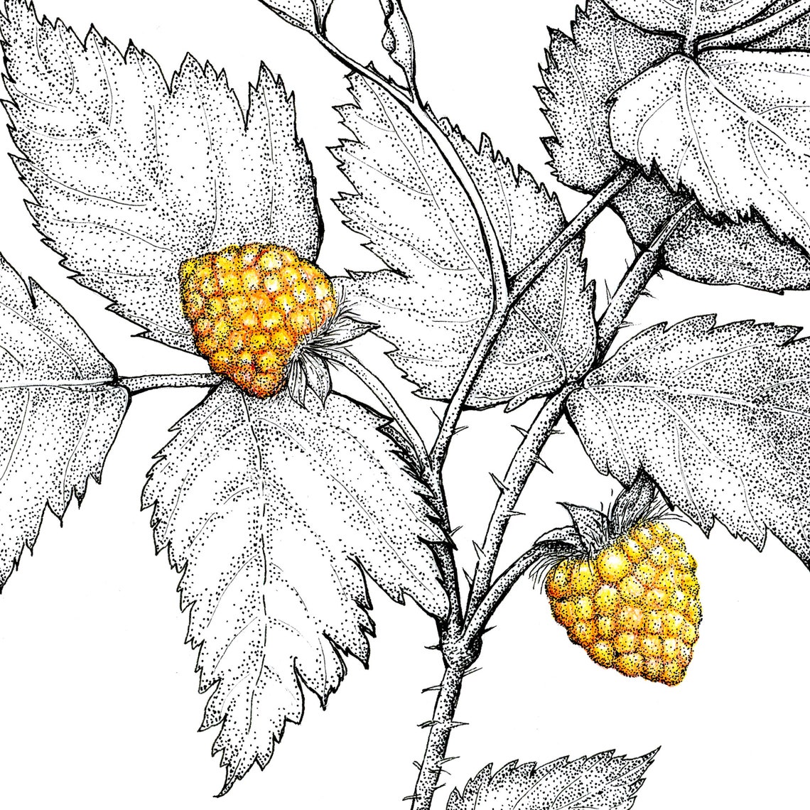 Salmonberry Fine Art Print Botanical Artwork Scientific Etsy