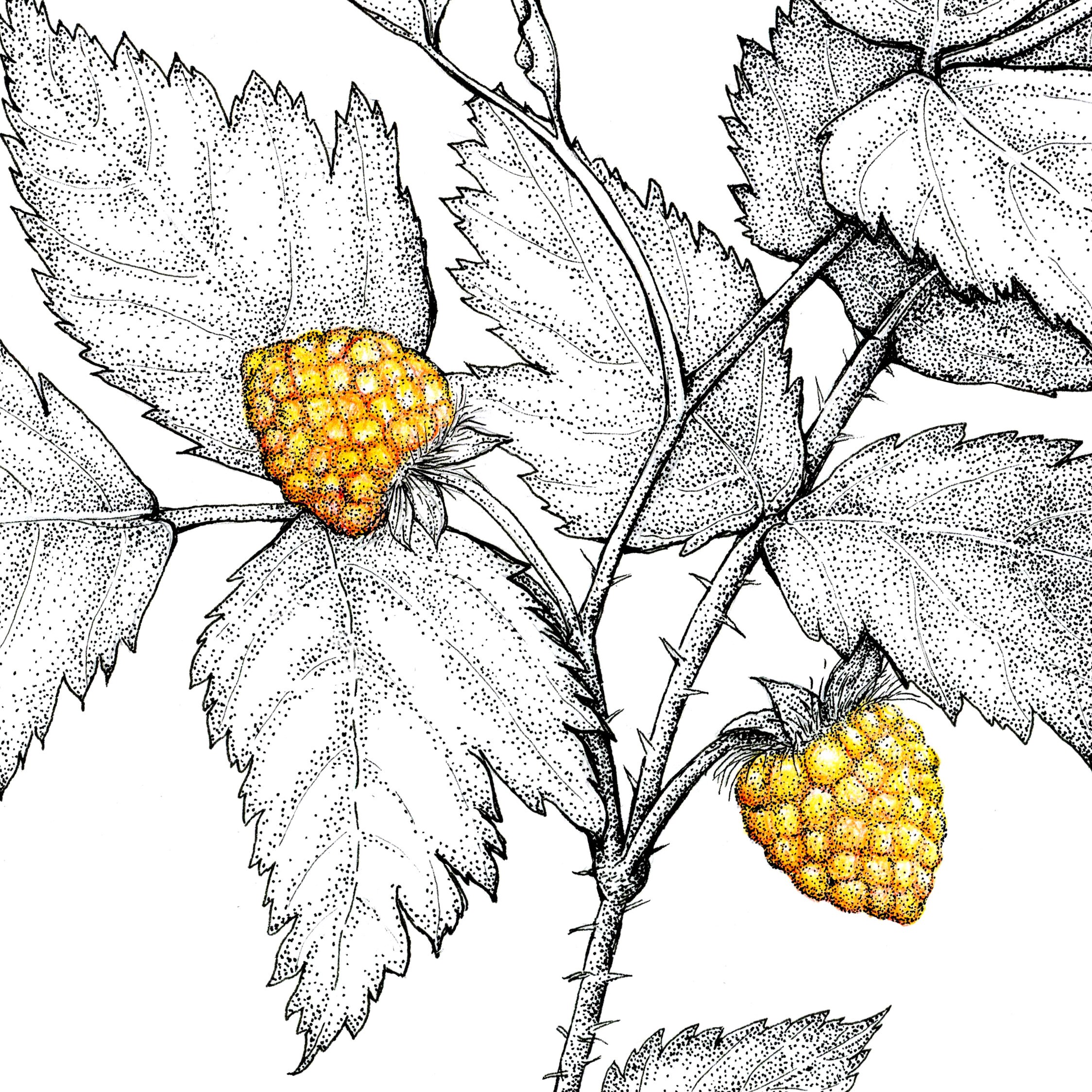 Salmonberry Fine Art Print Botanical Artwork Scientific Etsy